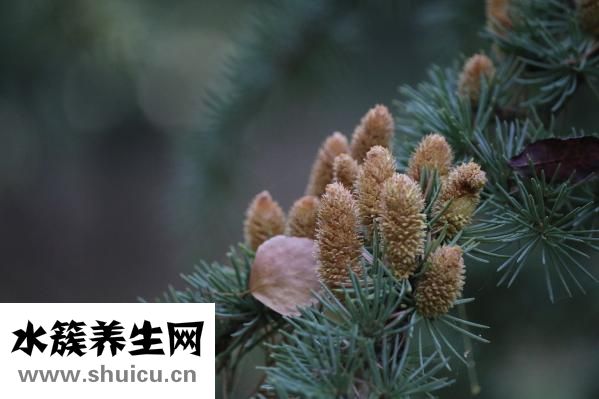 什么是间质瘤