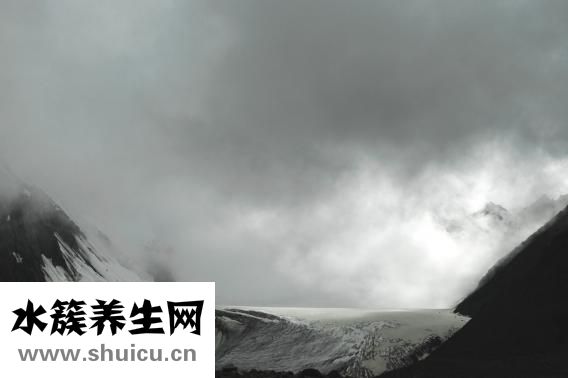 天山雪莲花