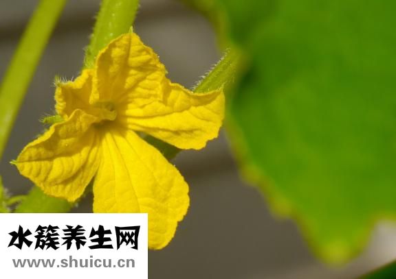 晚上吃黄瓜能减肥吗
