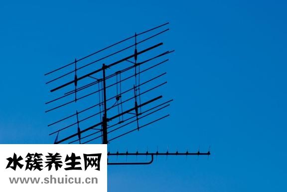 孕妇能吃鱼腥草吗