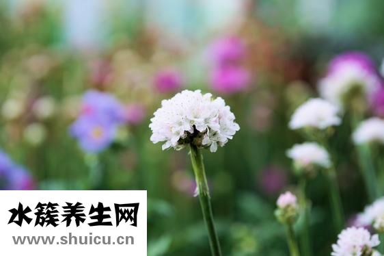 孕妇能吃酸菜吗