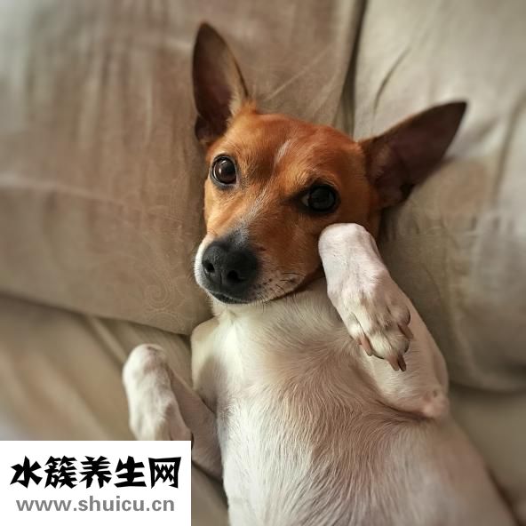 晚上可以吃红薯吗
