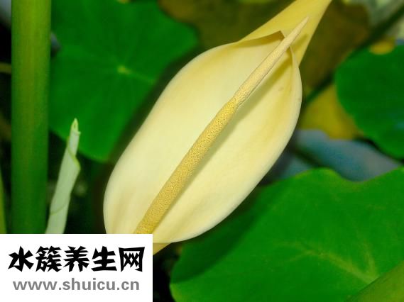 减肥可以吃芋头吗