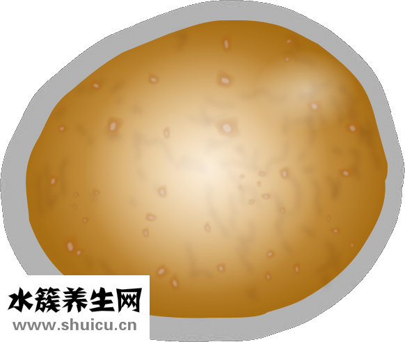 土豆是根还是茎