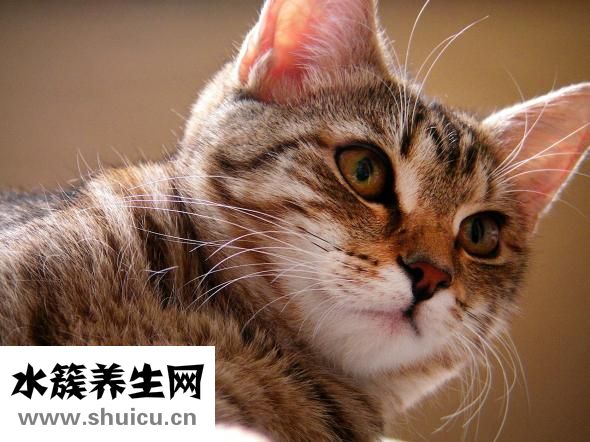 孕妇能不能化妆