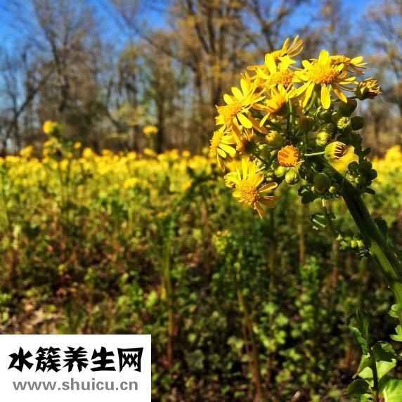 孕妇吃菠萝