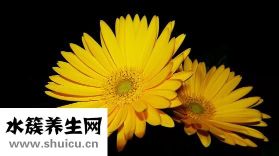 晚上能吃鸡蛋吗