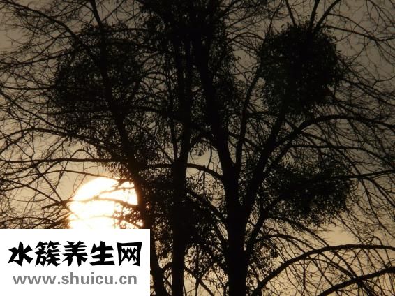 寄生虫妄想症
