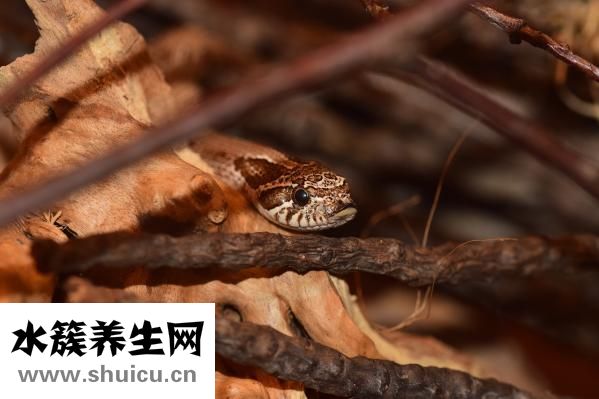 乌鱼子是什么东西