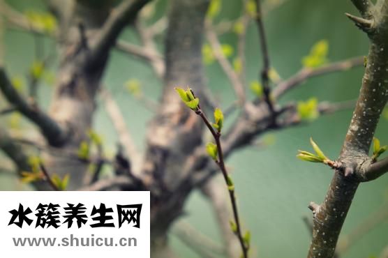 养胃喝什么