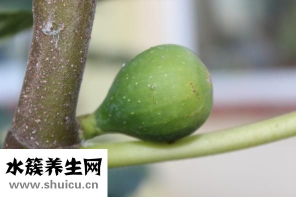 无花果泡水