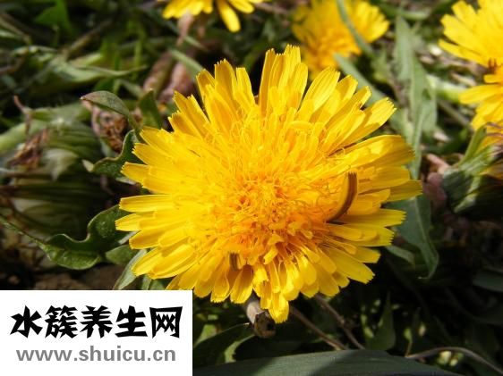 吃石斛注意事项