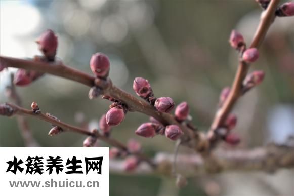 什么跑步机好