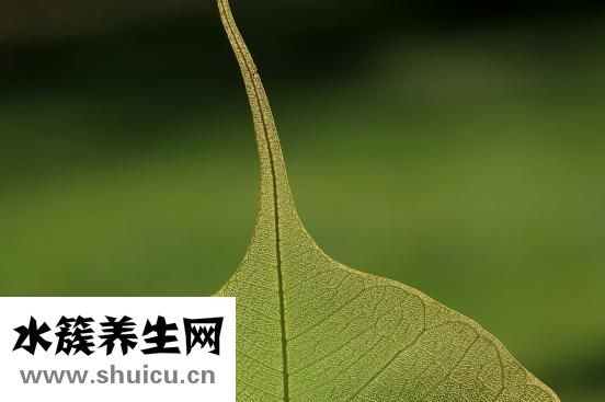 上下腔静脉