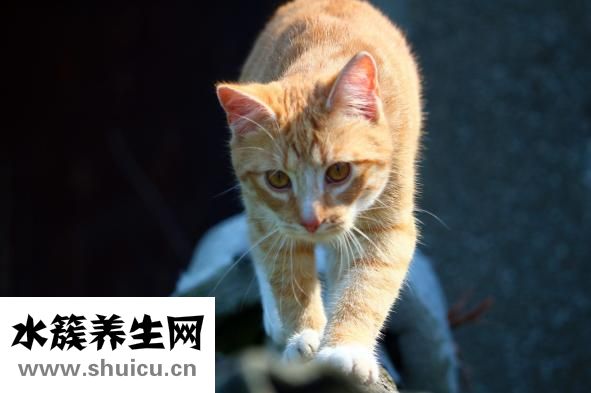 斑鱼的功效与作用