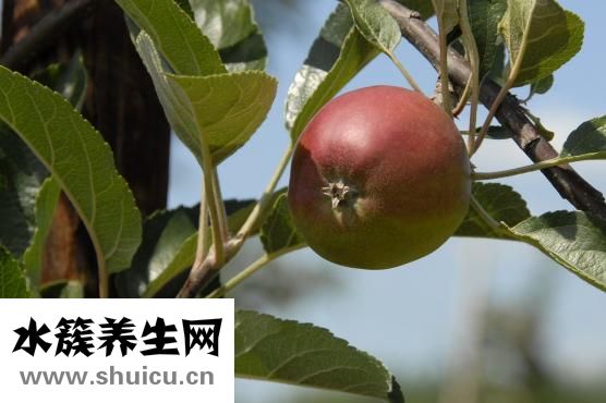 无渣半流食有哪些