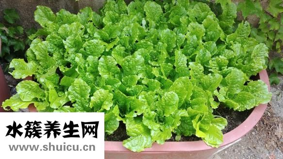 什么东西可以除臭
