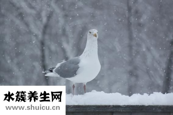 微波炉可以蒸鸡蛋吗