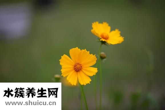 凉拌面的家常做法