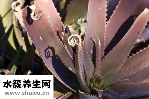 墨旱莲全草治风湿痹痛失眠胃痛