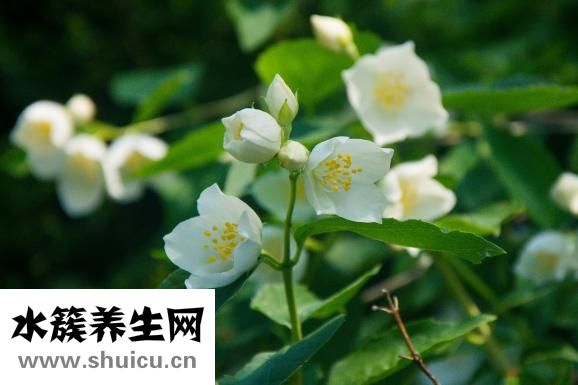 喝茉莉花茶