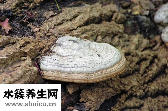 孕妇能养狗吗