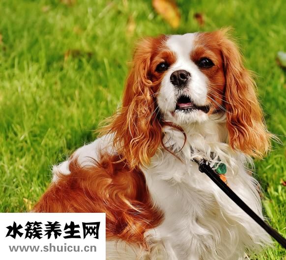 微波炉可以蒸鸡蛋吗