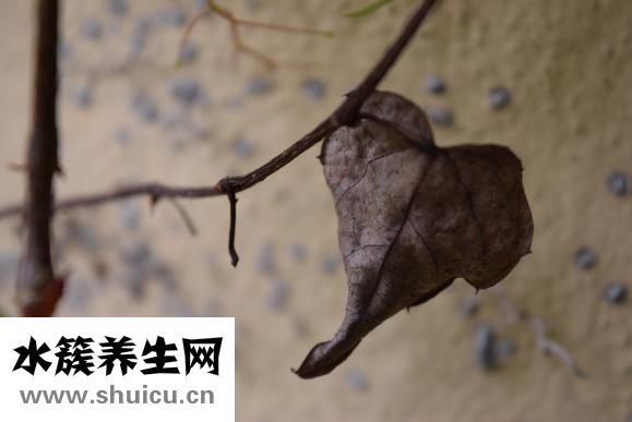 手流血的图片