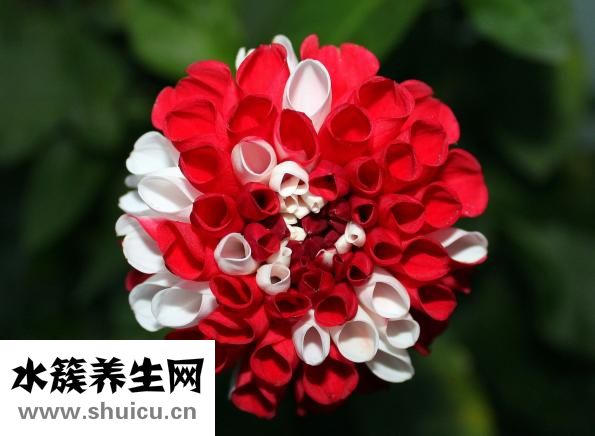 什么是牛蒡