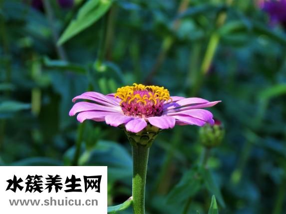 什么东西提神