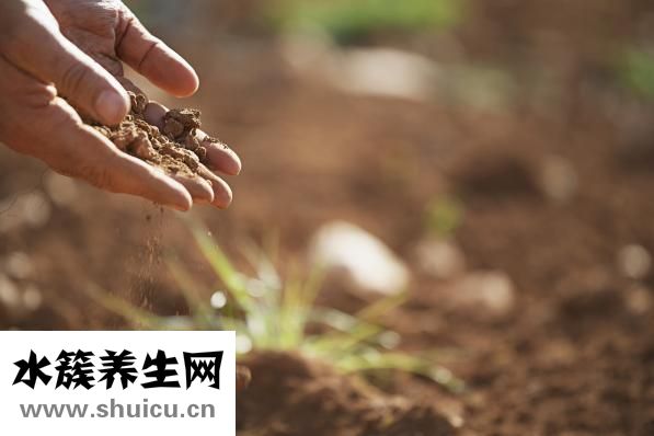 升血小板的药有哪些