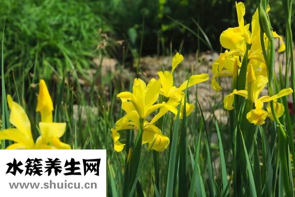 体寒的人怎么调理