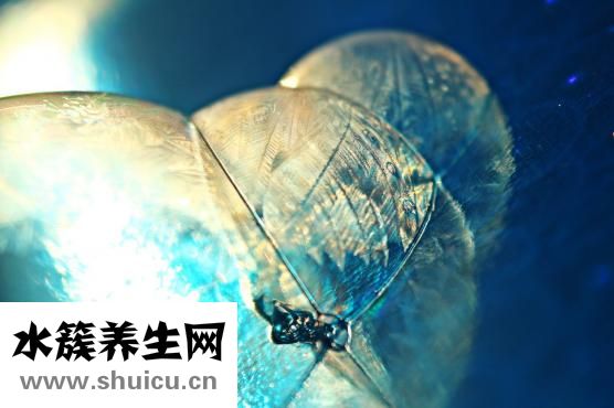 四物汤的功效与禁忌