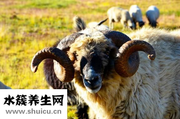 下肢动脉粥样硬化