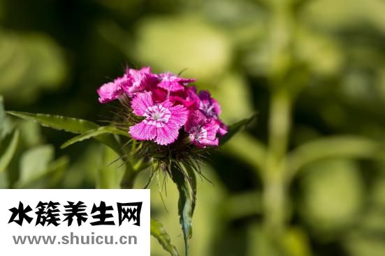 什么是内分泌失调