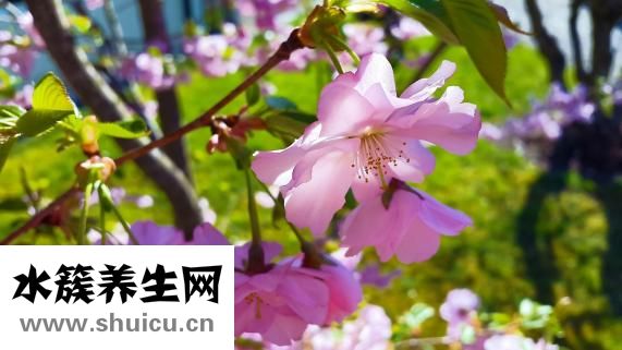 什么是牛蒡