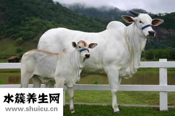 小牛血去蛋白