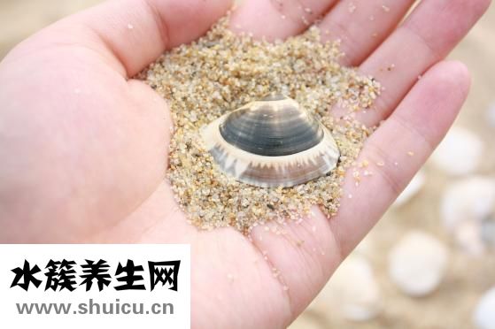 山药提取物