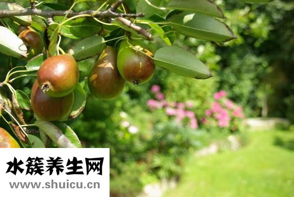 什么是蚕豆