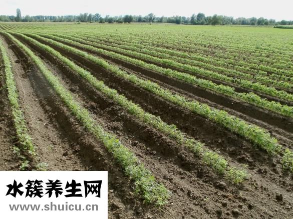 什么食物降糖