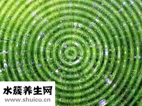 孕妇能吃桂花吗