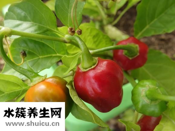 怎样炸辣椒油