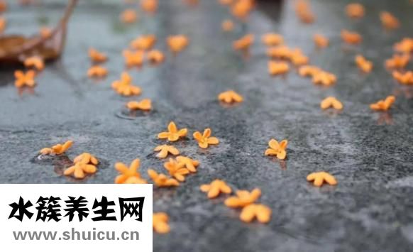 孕妇能吃桂花吗？一起看看下文解释