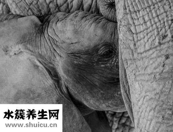 孕妇能吃米酒吗