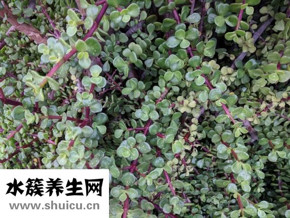 仙人掌可以防辐射吗