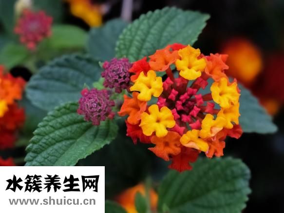 婴幼儿益生菌