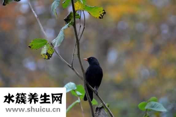 怎样自学针灸