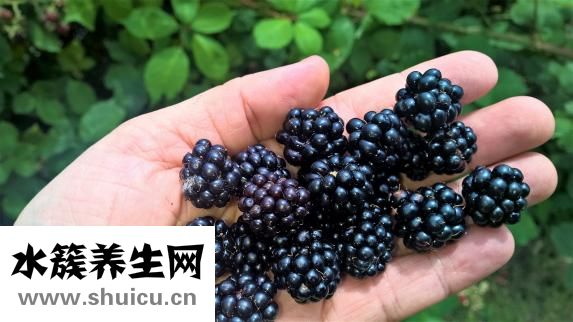 娃娃菜能生吃吗