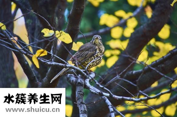 小柴胡颗粒的成分
