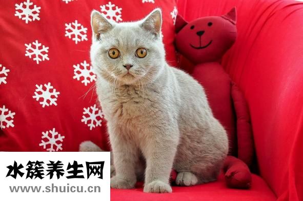 医学食疗与健康
